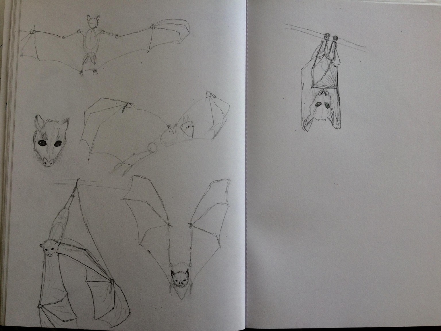 Animals - image 9 - student project