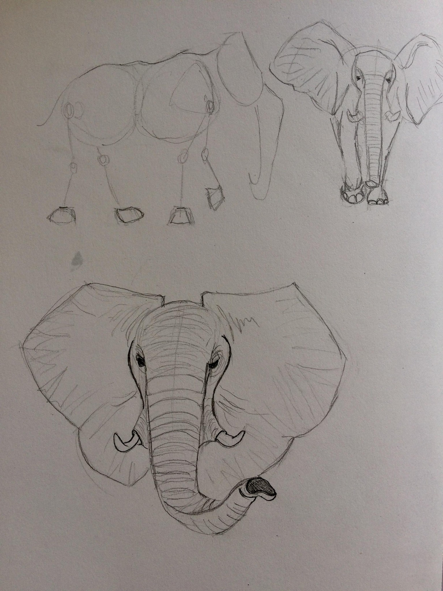 Animals - image 1 - student project