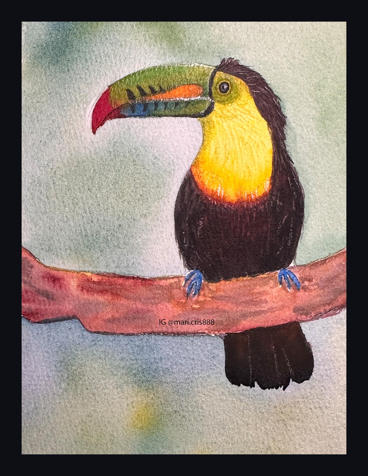Toucan bird - image 1 - student project
