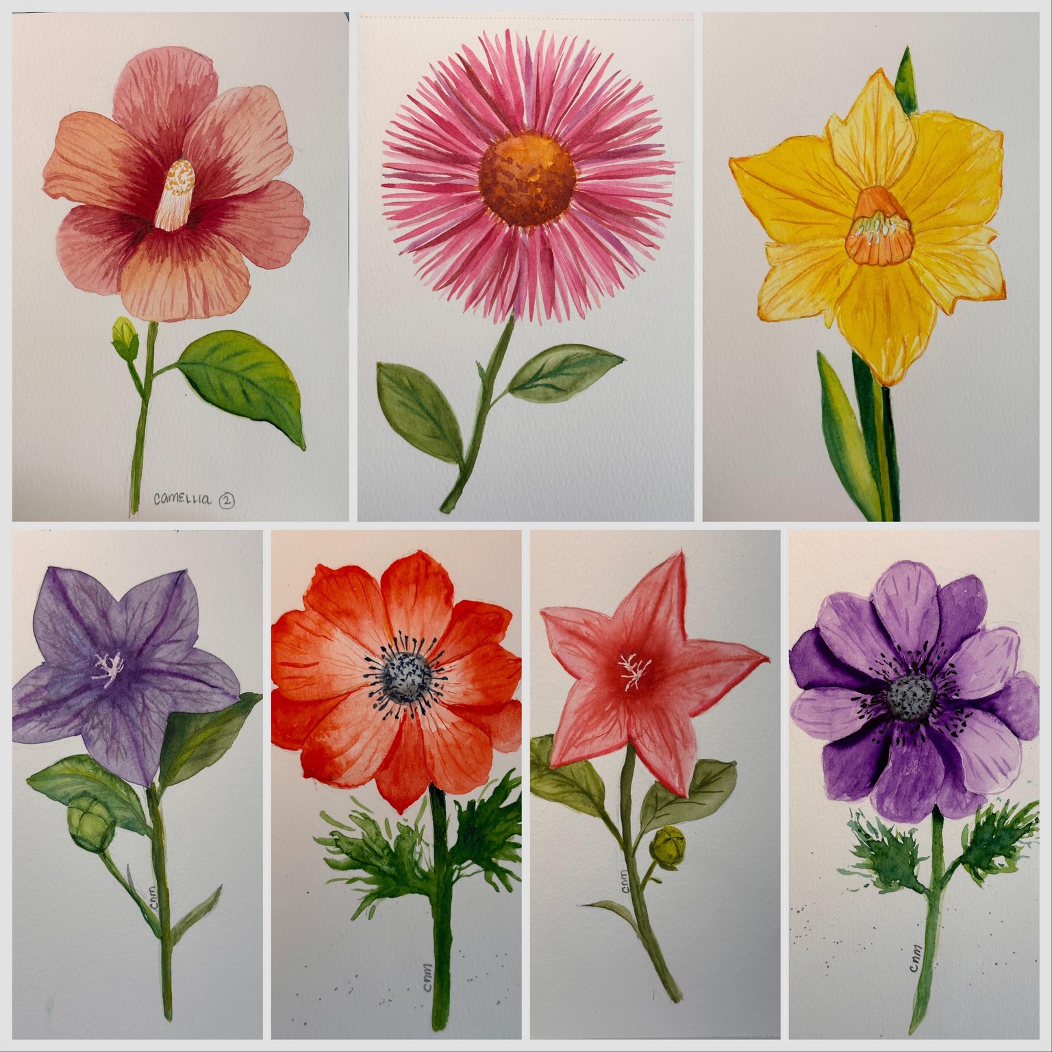 Flowers - image 5 - student project