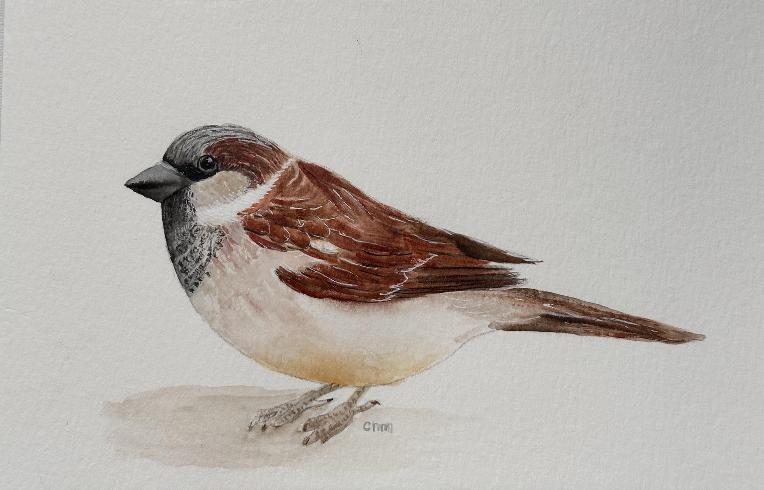 Sparrow - image 1 - student project