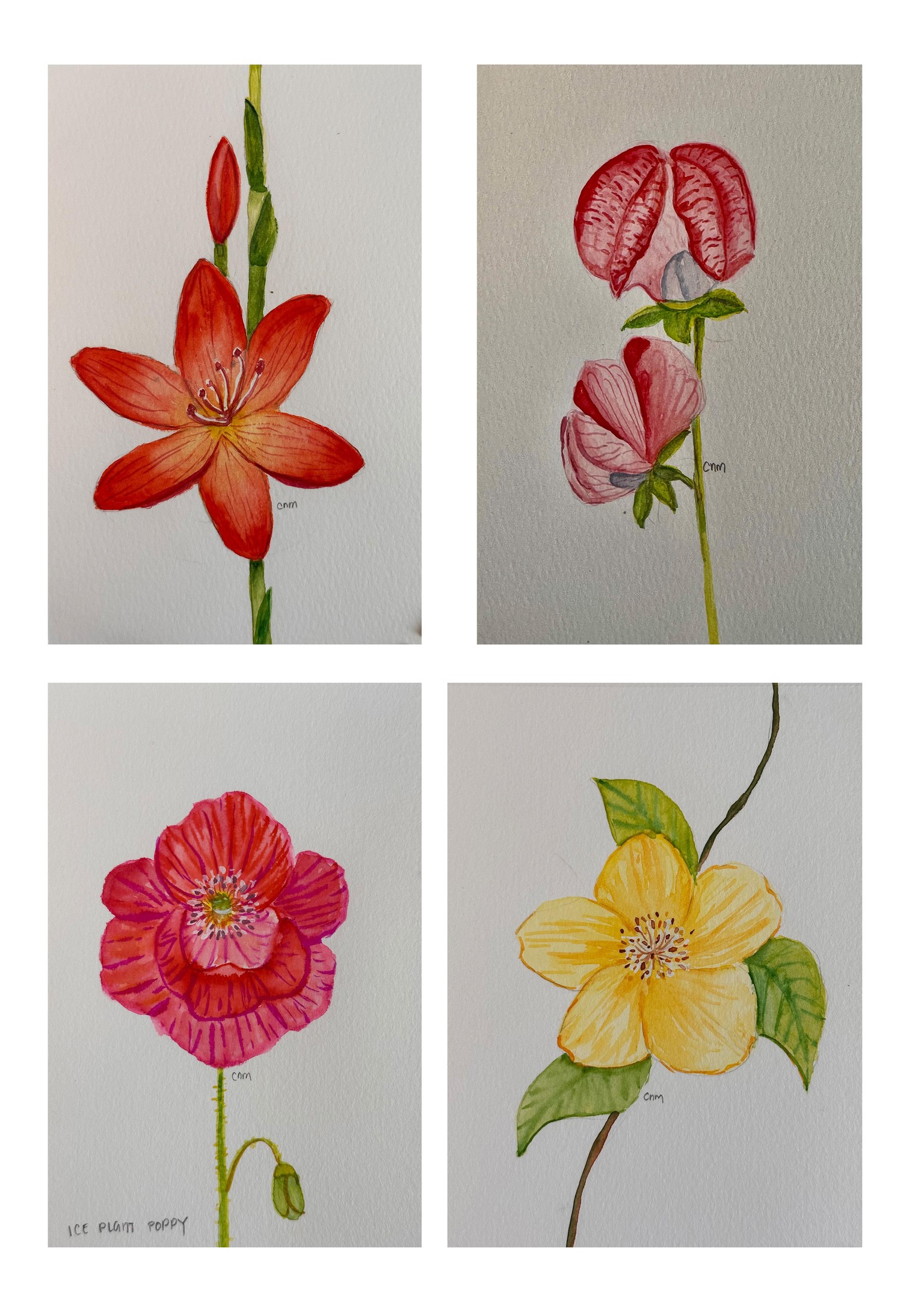 Flowers - image 3 - student project