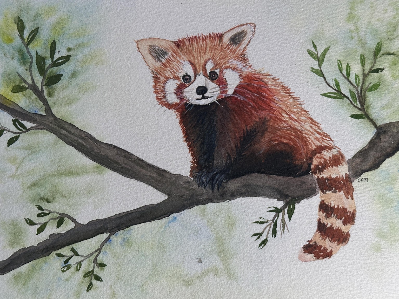 Red panda - image 1 - student project