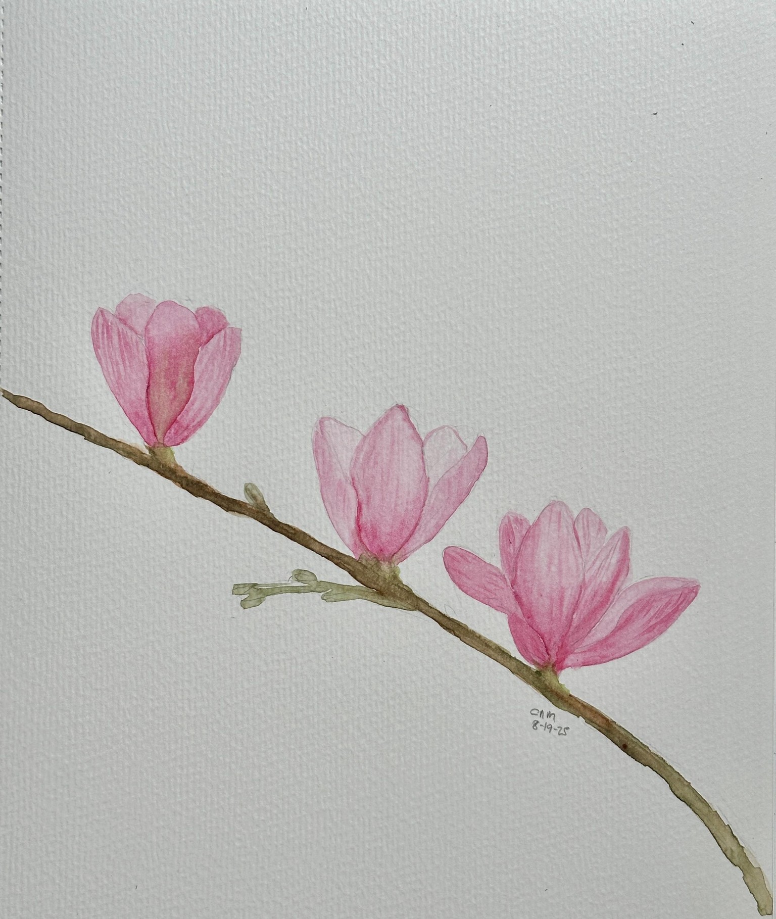 Magnolia - image 1 - student project
