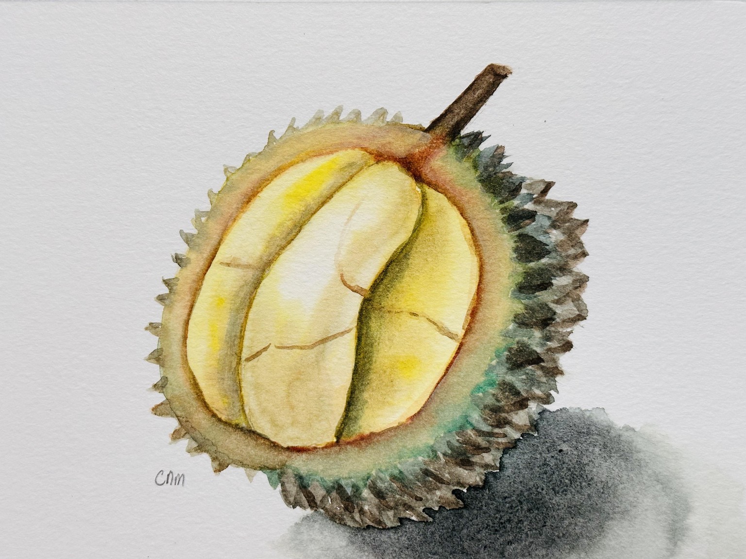 Durian - image 1 - student project