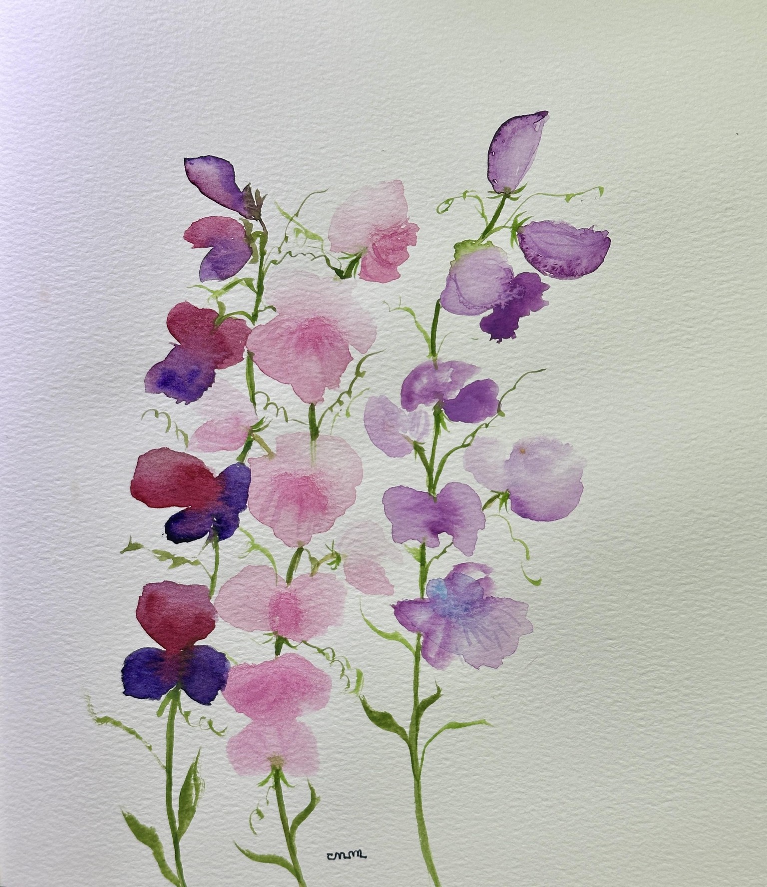 Sweet pea - image 1 - student project