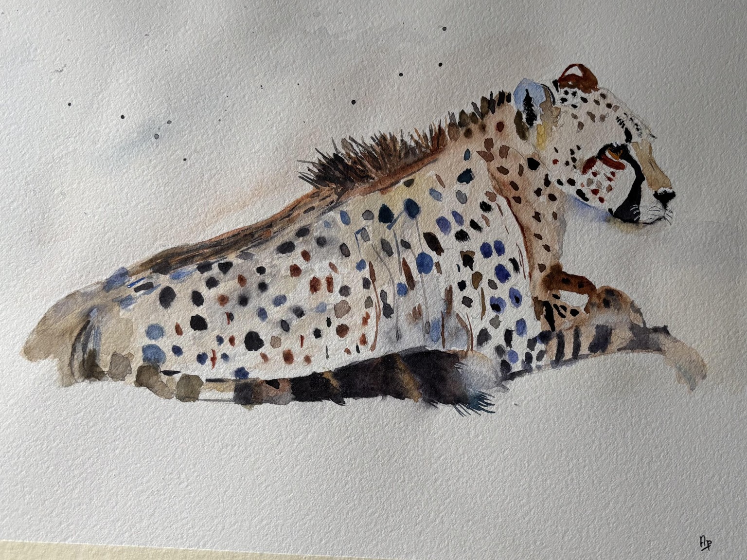 Watercolour cheetah:Gesture, light and flow - image 1 - student project