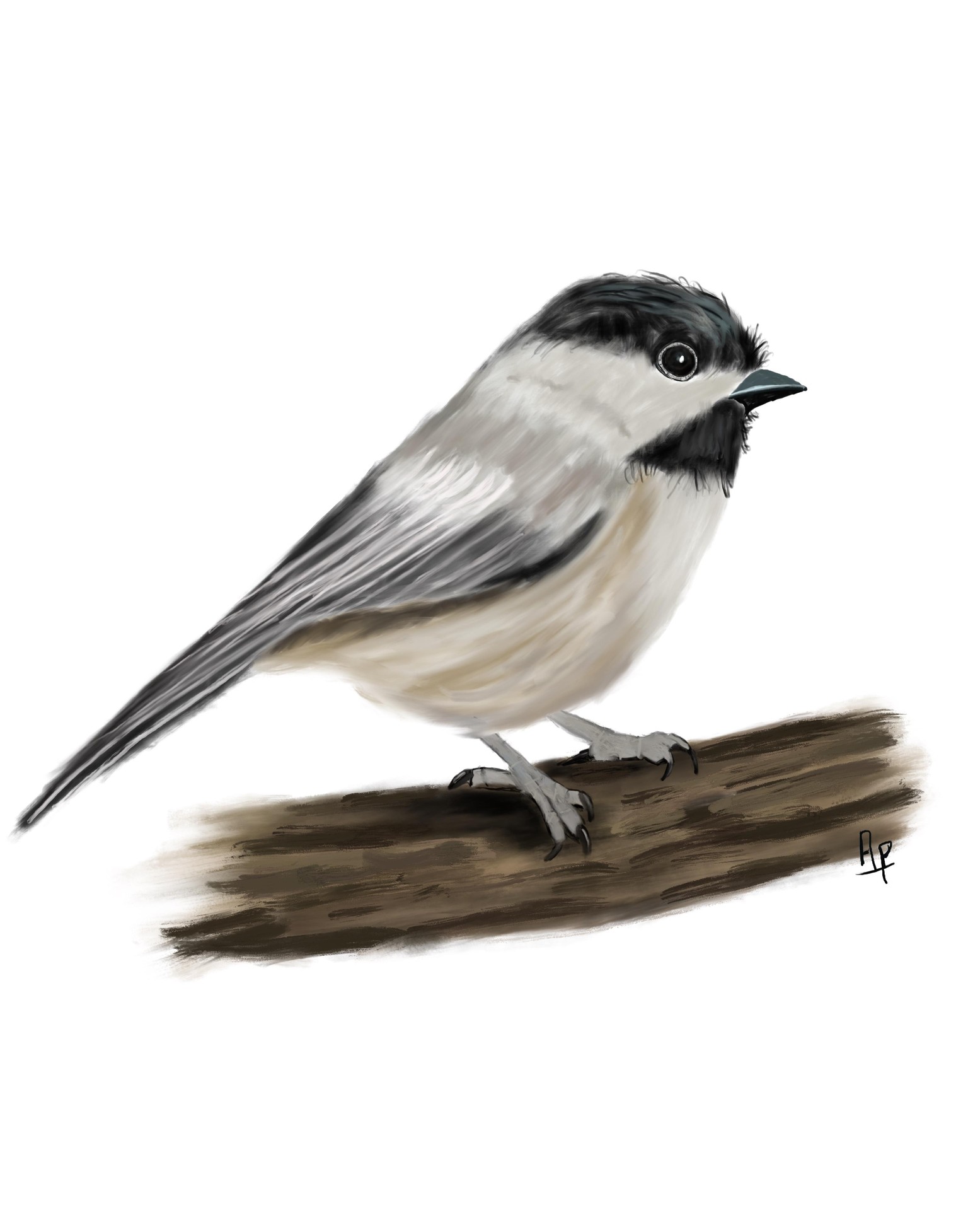 Paint a chickadee in procreate - image 1 - student project
