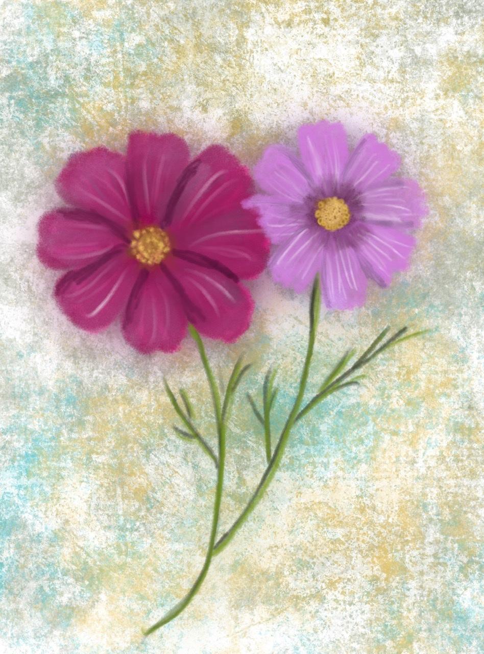 Drawing and painting a cosmos flower - image 1 - student project