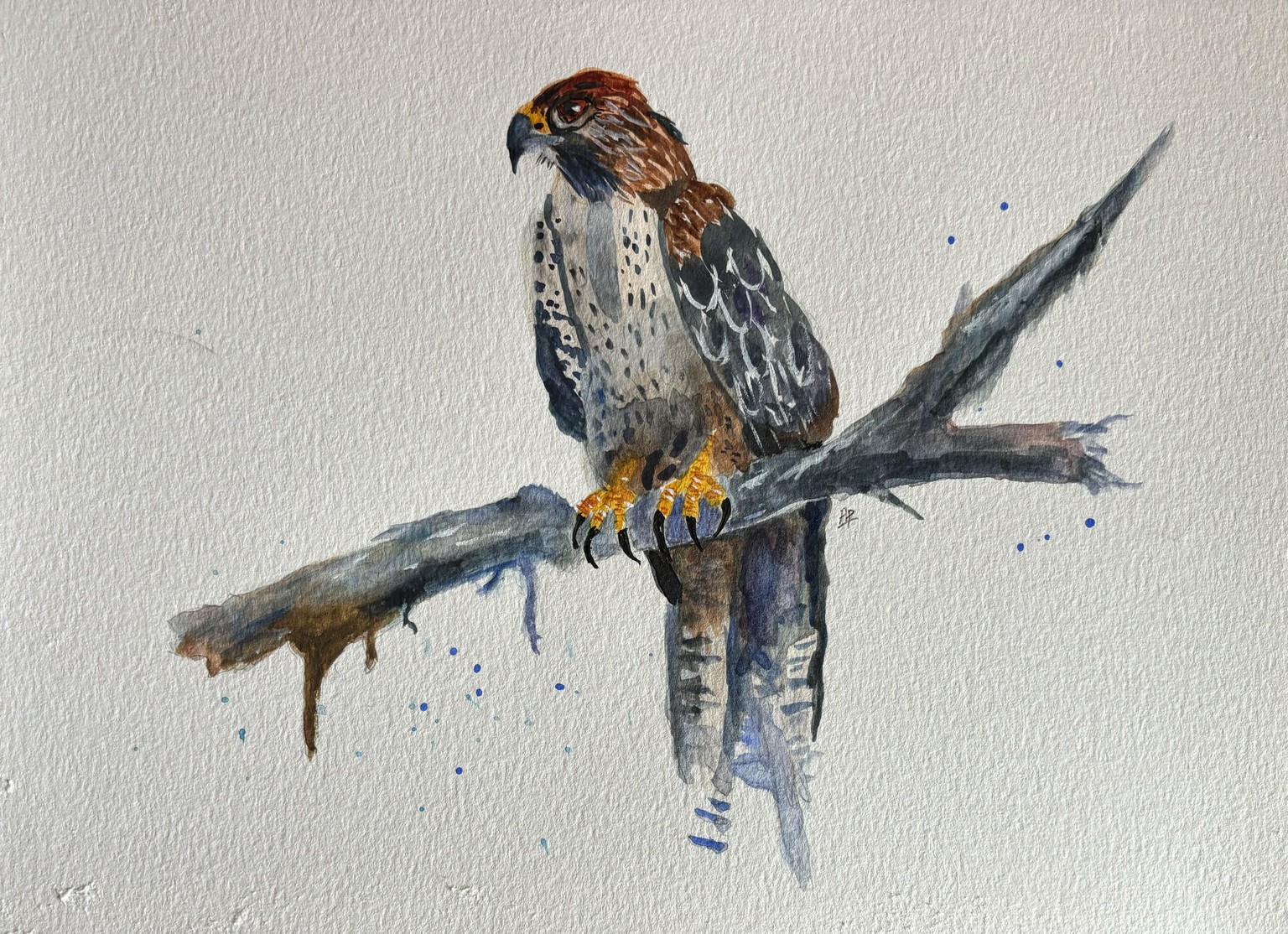 Majestic falcon watercolour with Will Elliston - image 1 - student project