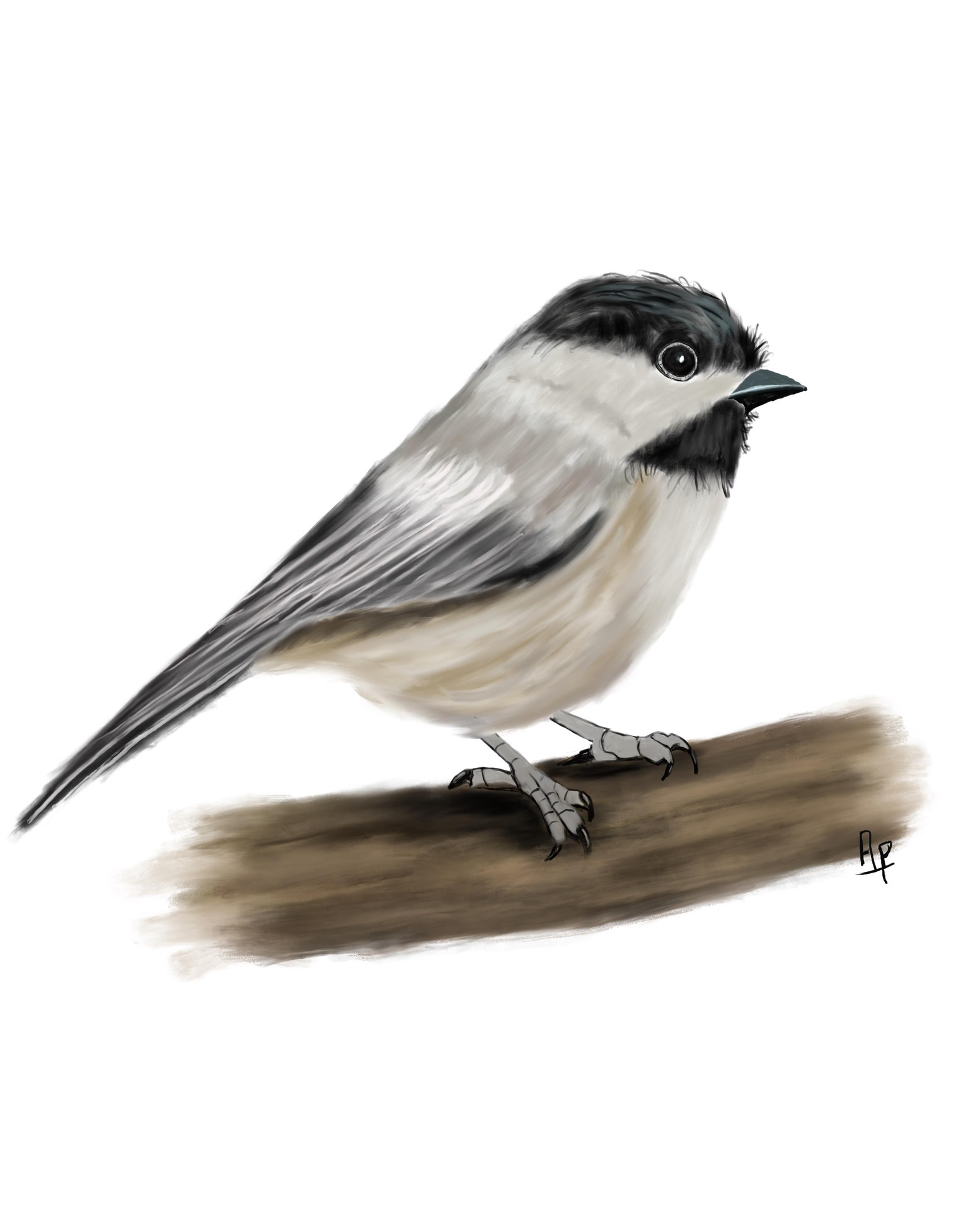 Paint a chickadee in procreate - image 2 - student project