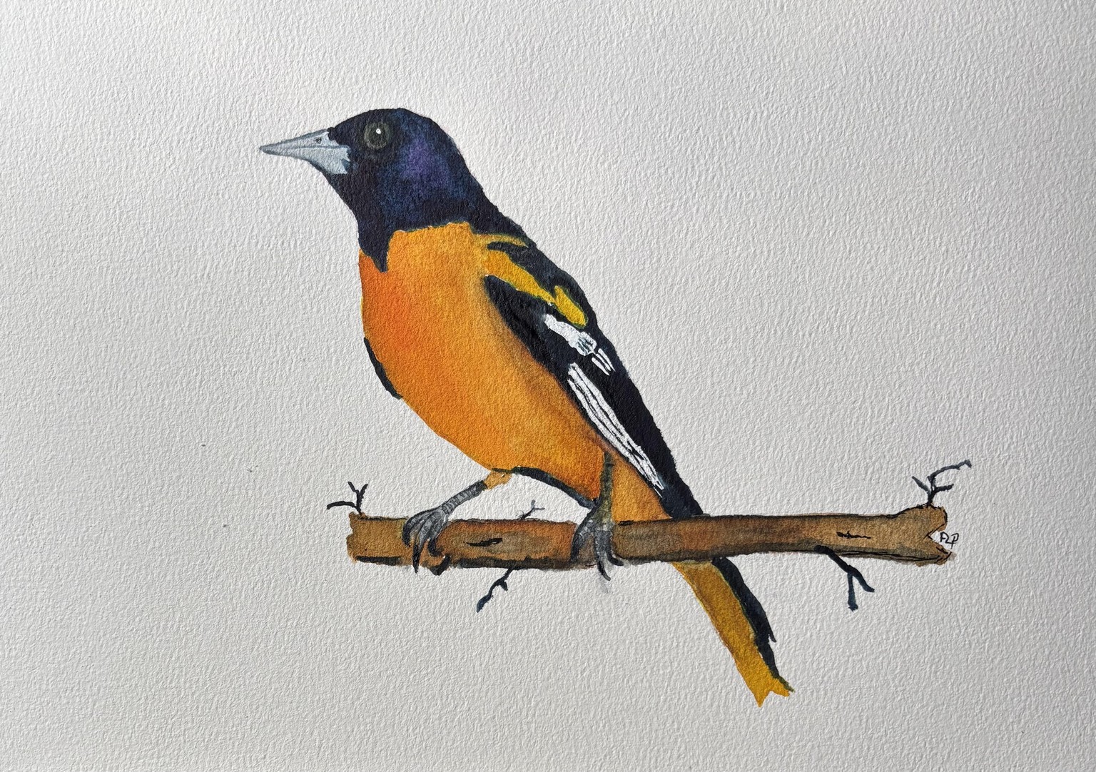 Watercolour oriole in underpainting - image 1 - student project