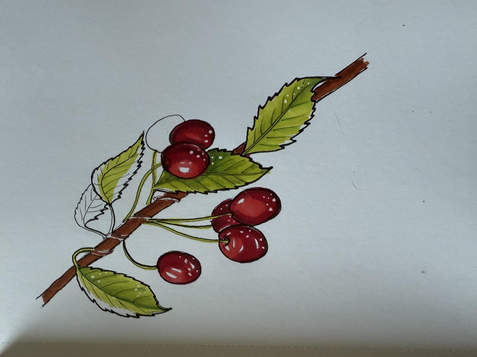 Expressive Fruits and Berries - image 3 - student project