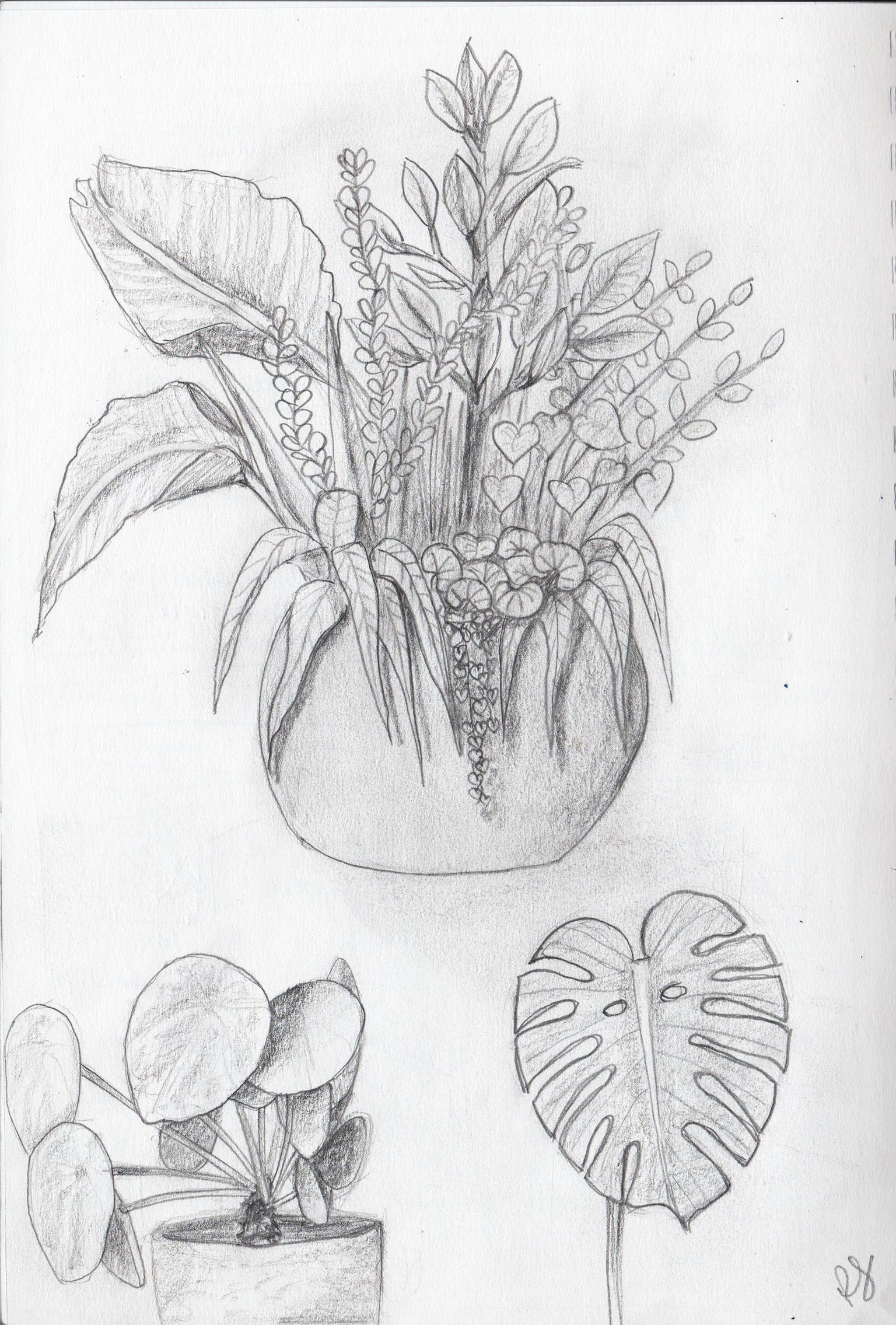 Drawing plants and leaves - image 2 - student project
