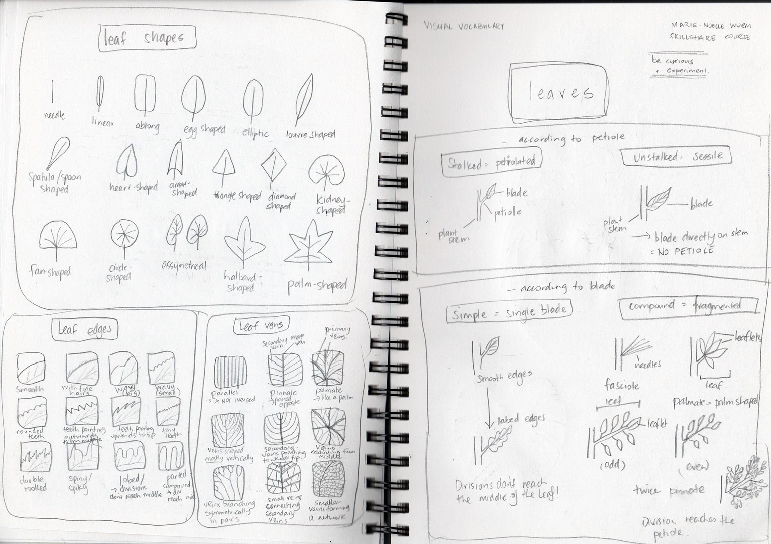 Drawing plants and leaves - image 4 - student project