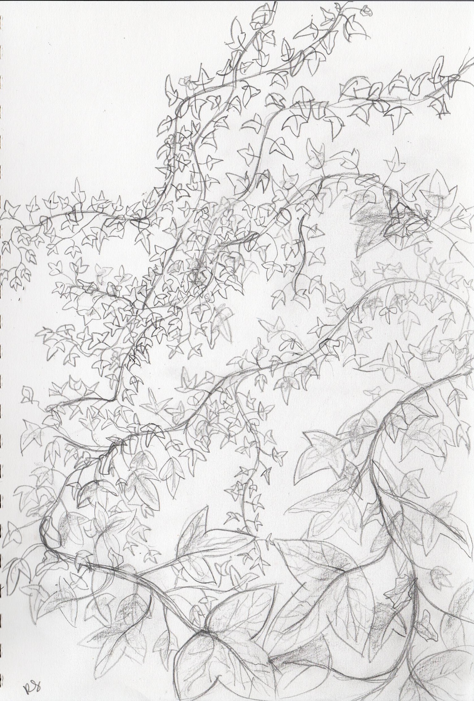 Drawing plants and leaves - image 3 - student project