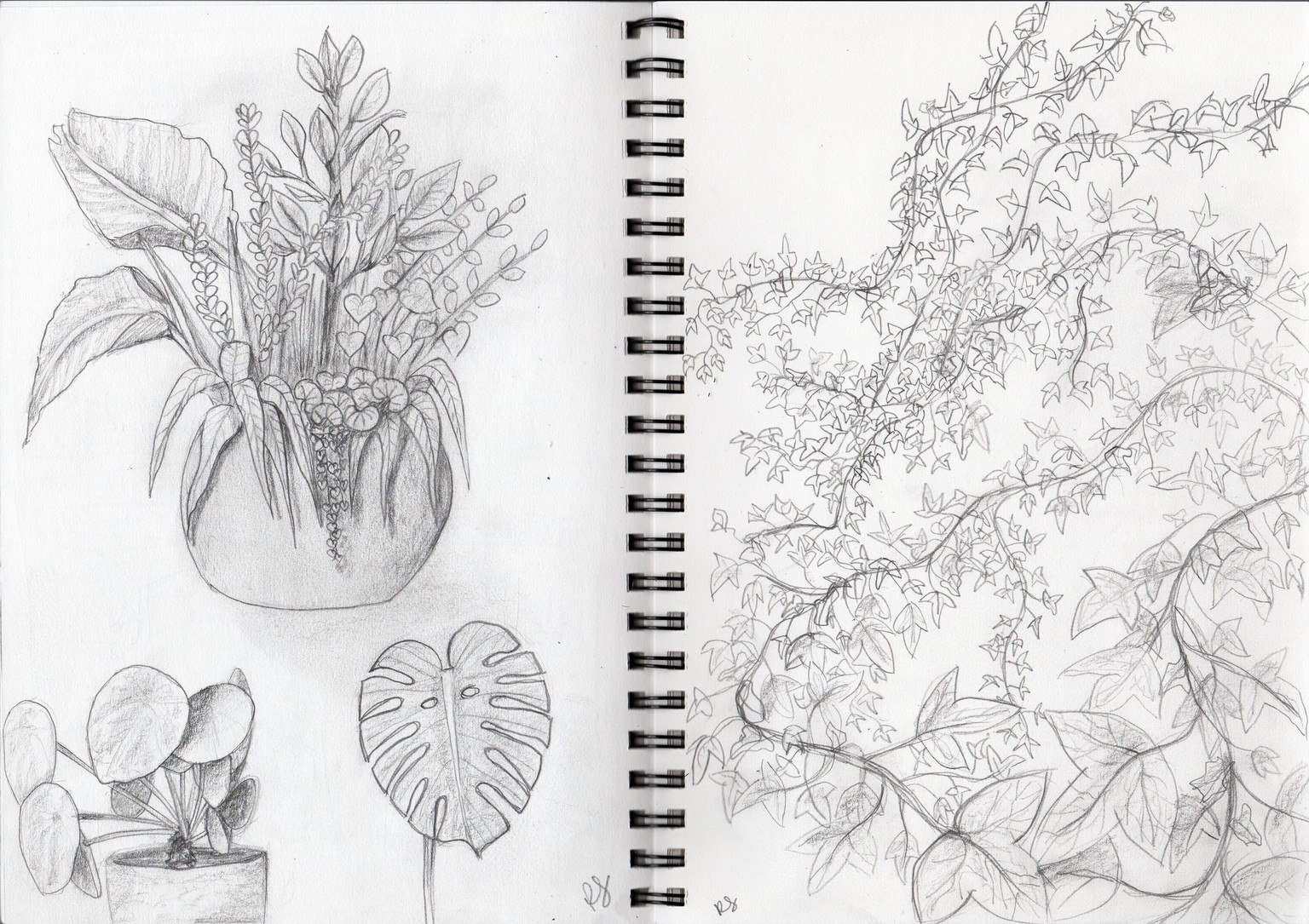 Drawing plants and leaves - image 1 - student project