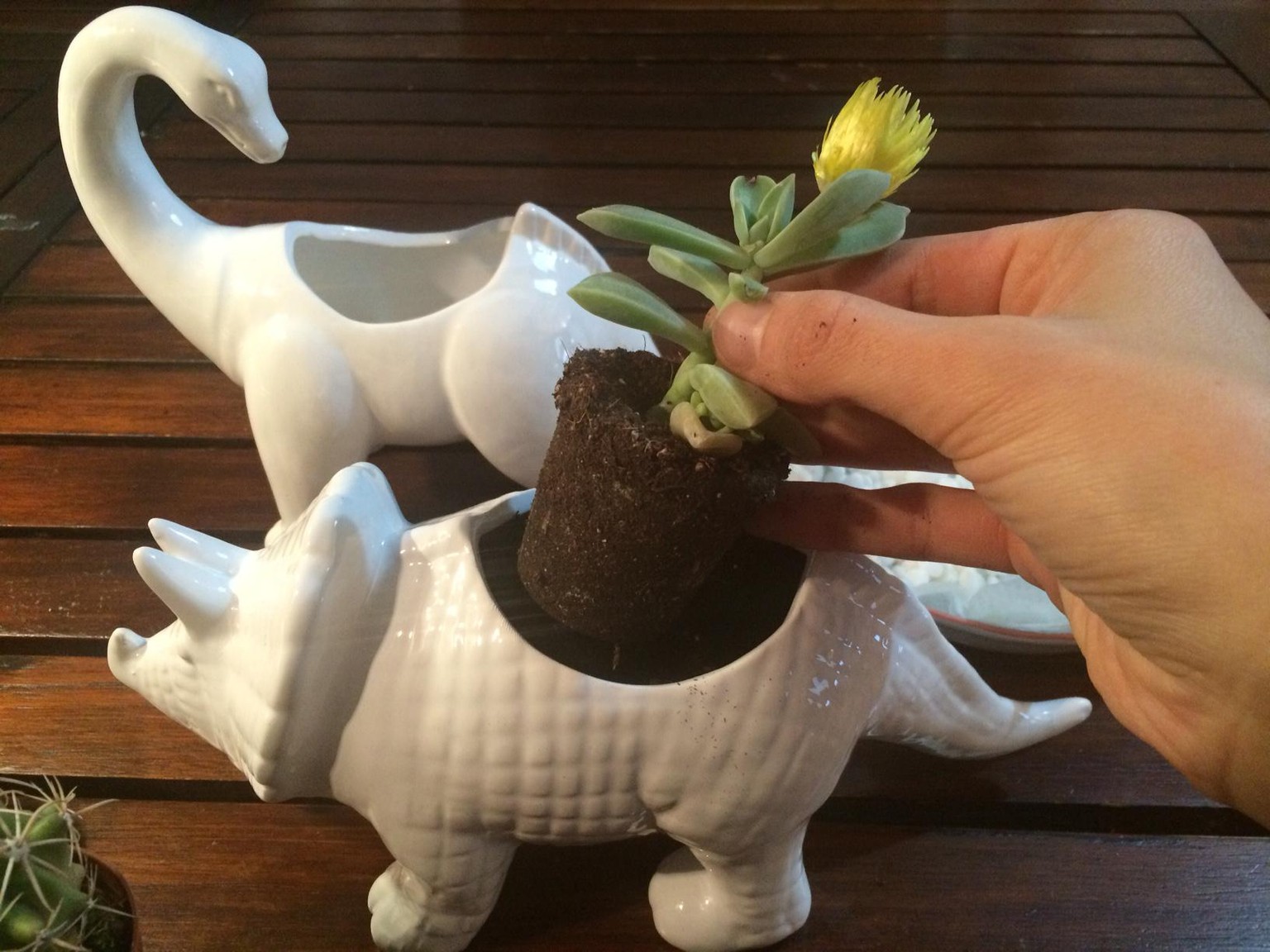 Cactus and Dinosaurs - image 4 - student project