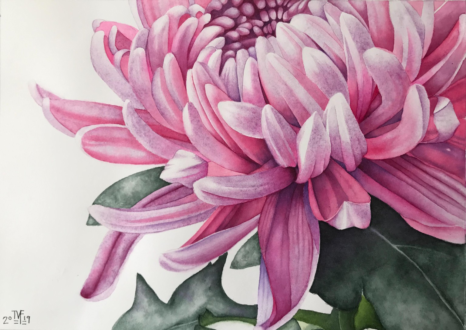 Watercolor Chrysanthemum - image 3 - student project