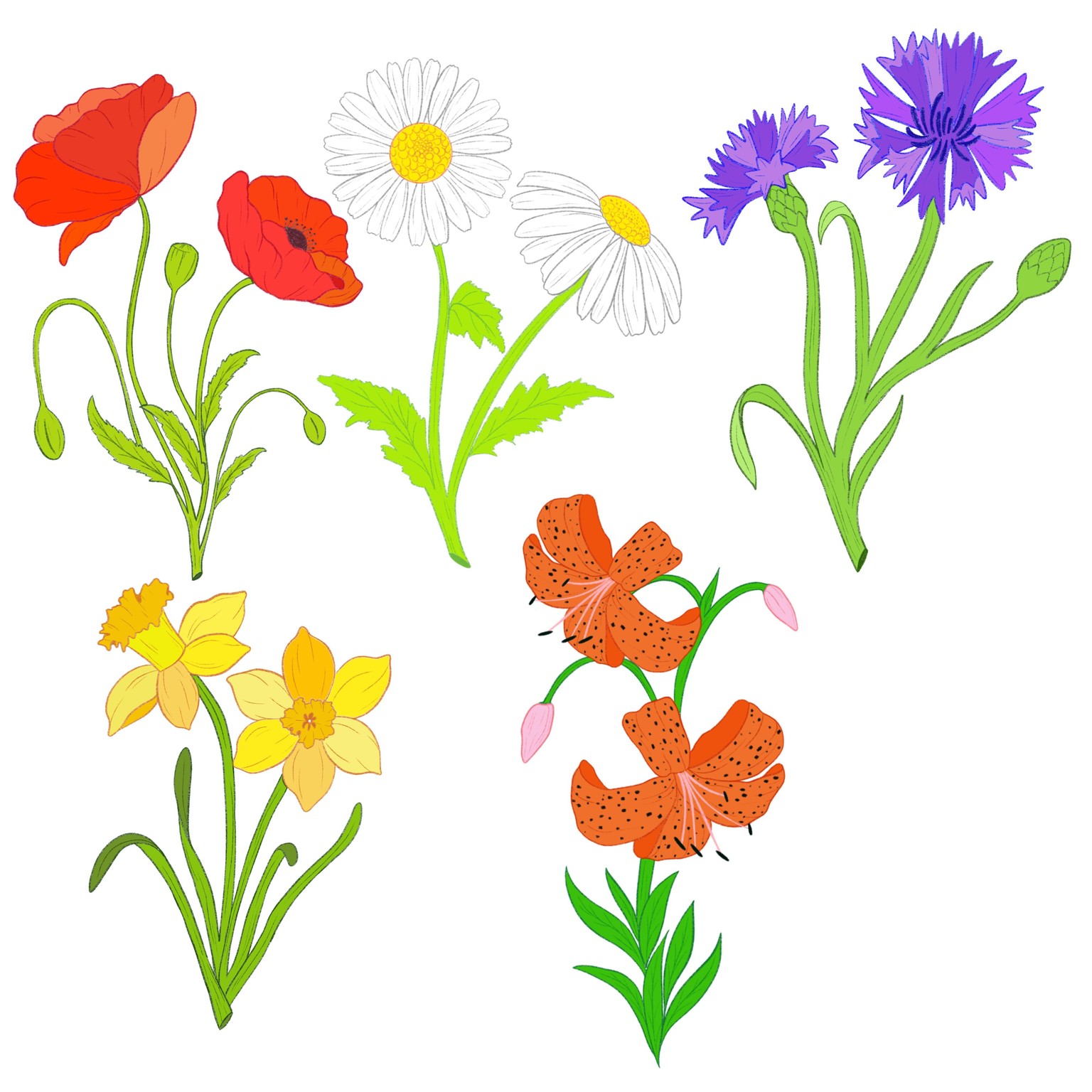 Wildflowers & Half Repeat - image 1 - student project