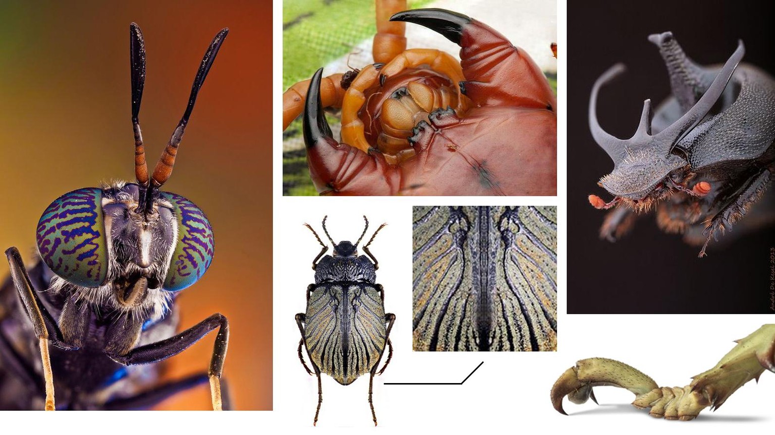 Example Creature - image 1 - student project