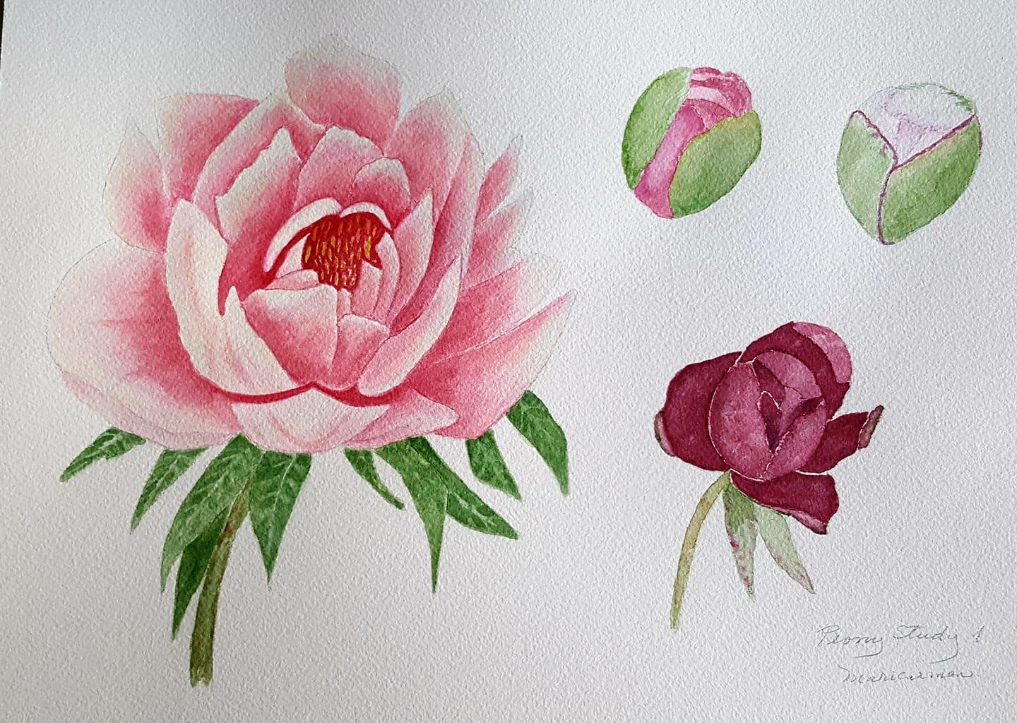 Purple, Coral and Pink Peonies - image 3 - student project