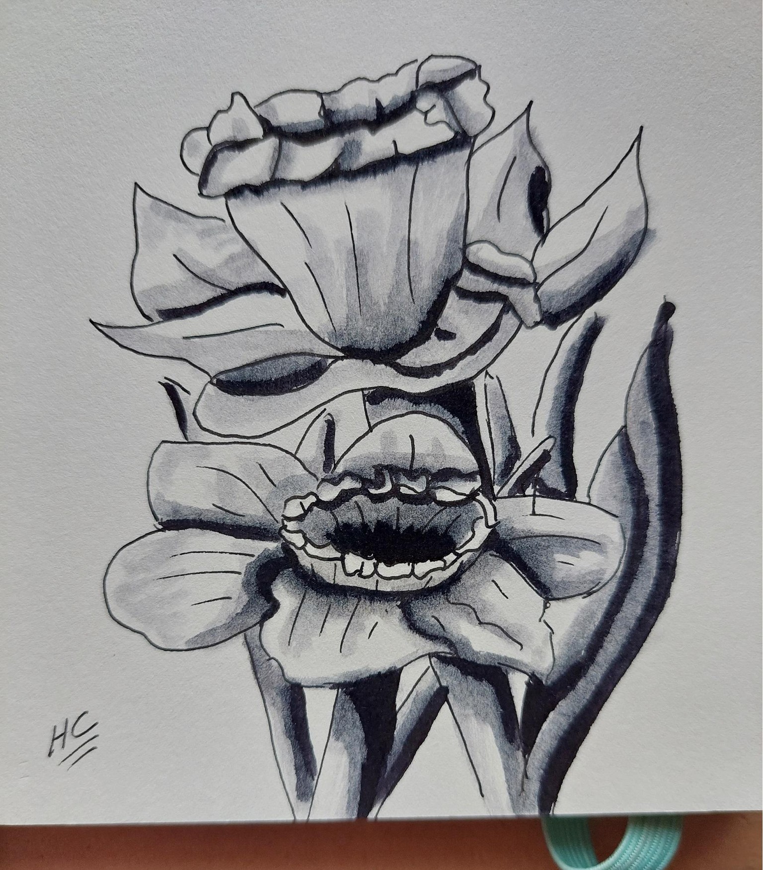 Daffodil - image 1 - student project