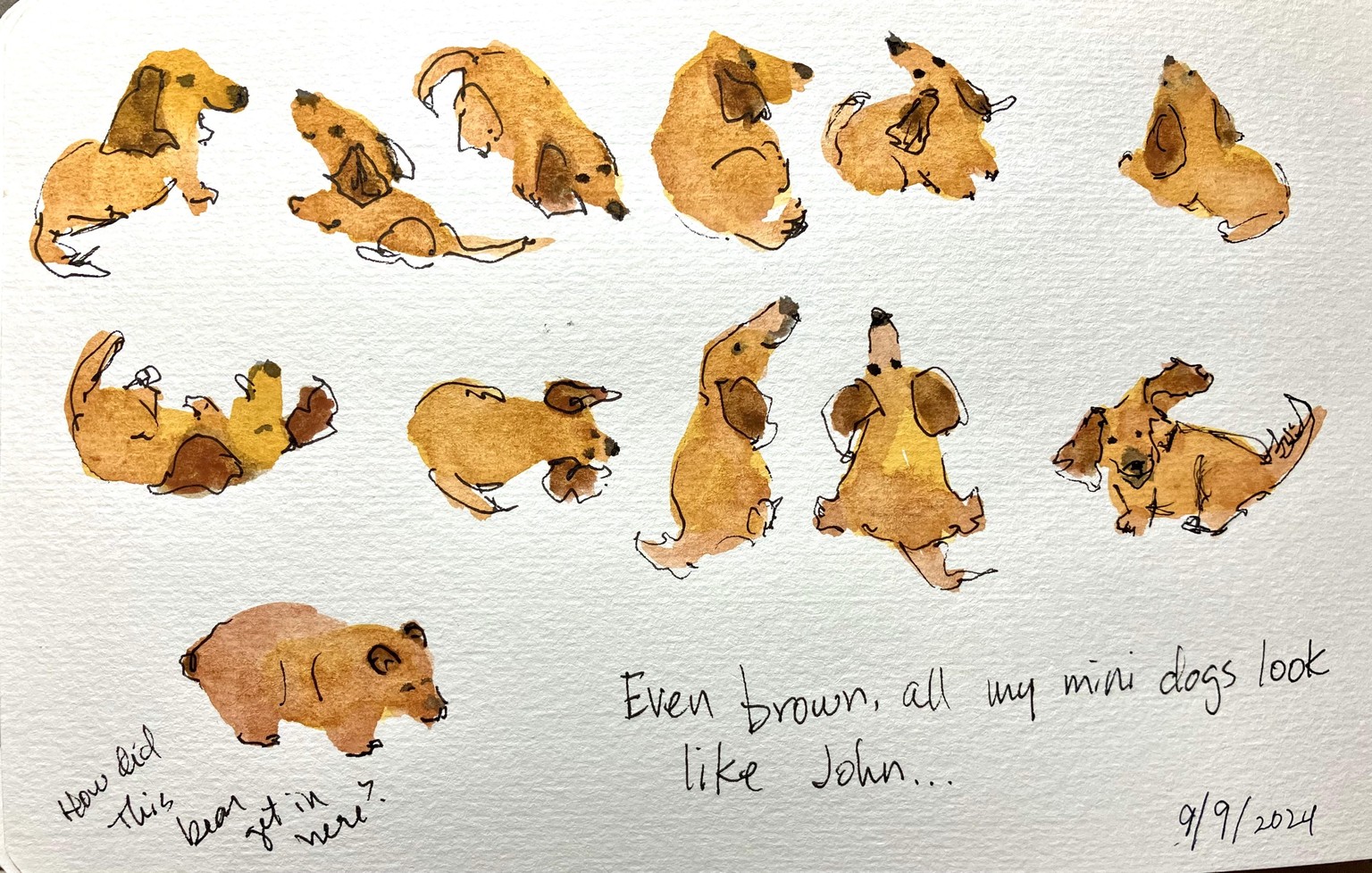Easy and Fun Watercolor Dogs and other Critters - image 1 - student project
