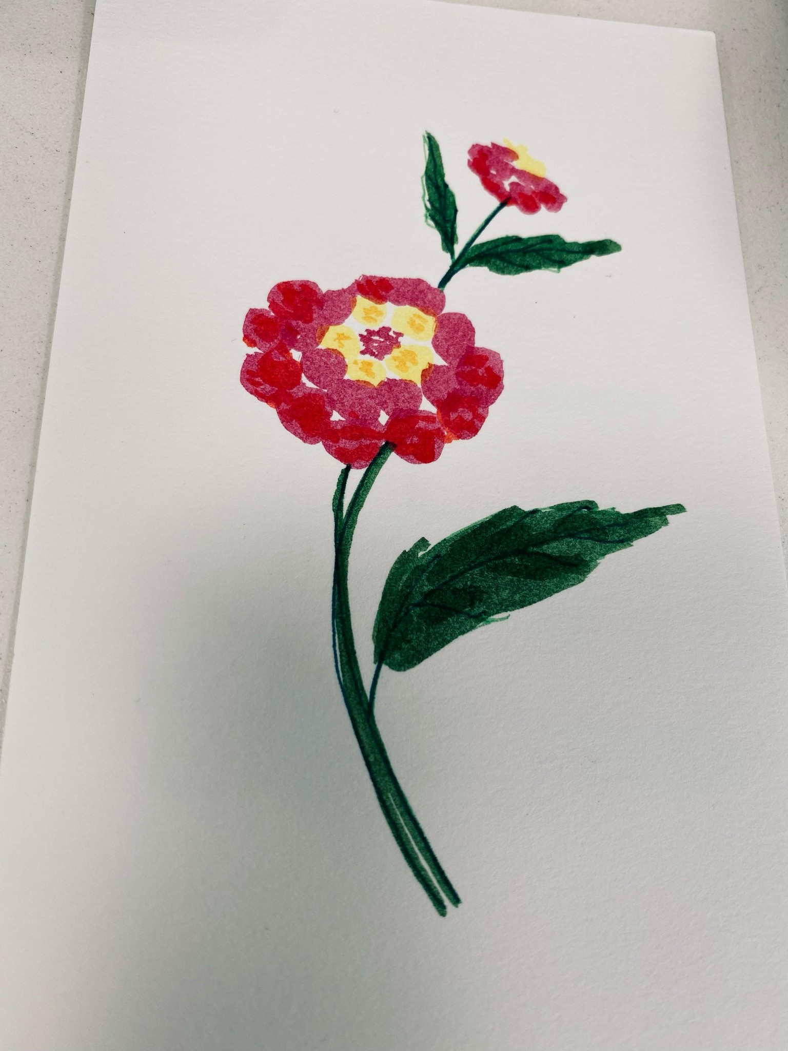 Lantana Camara - image 1 - student project