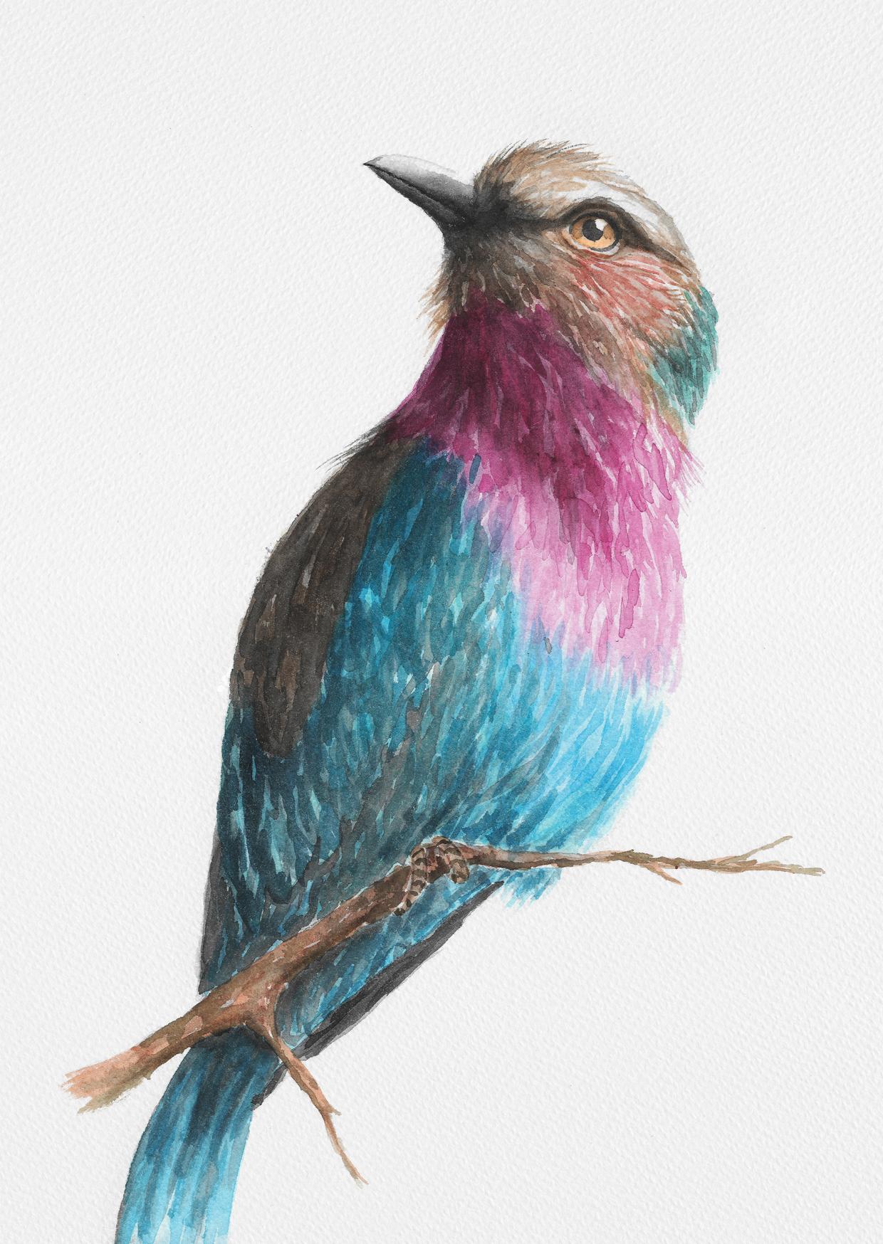Watercolor Bird - image 1 - student project