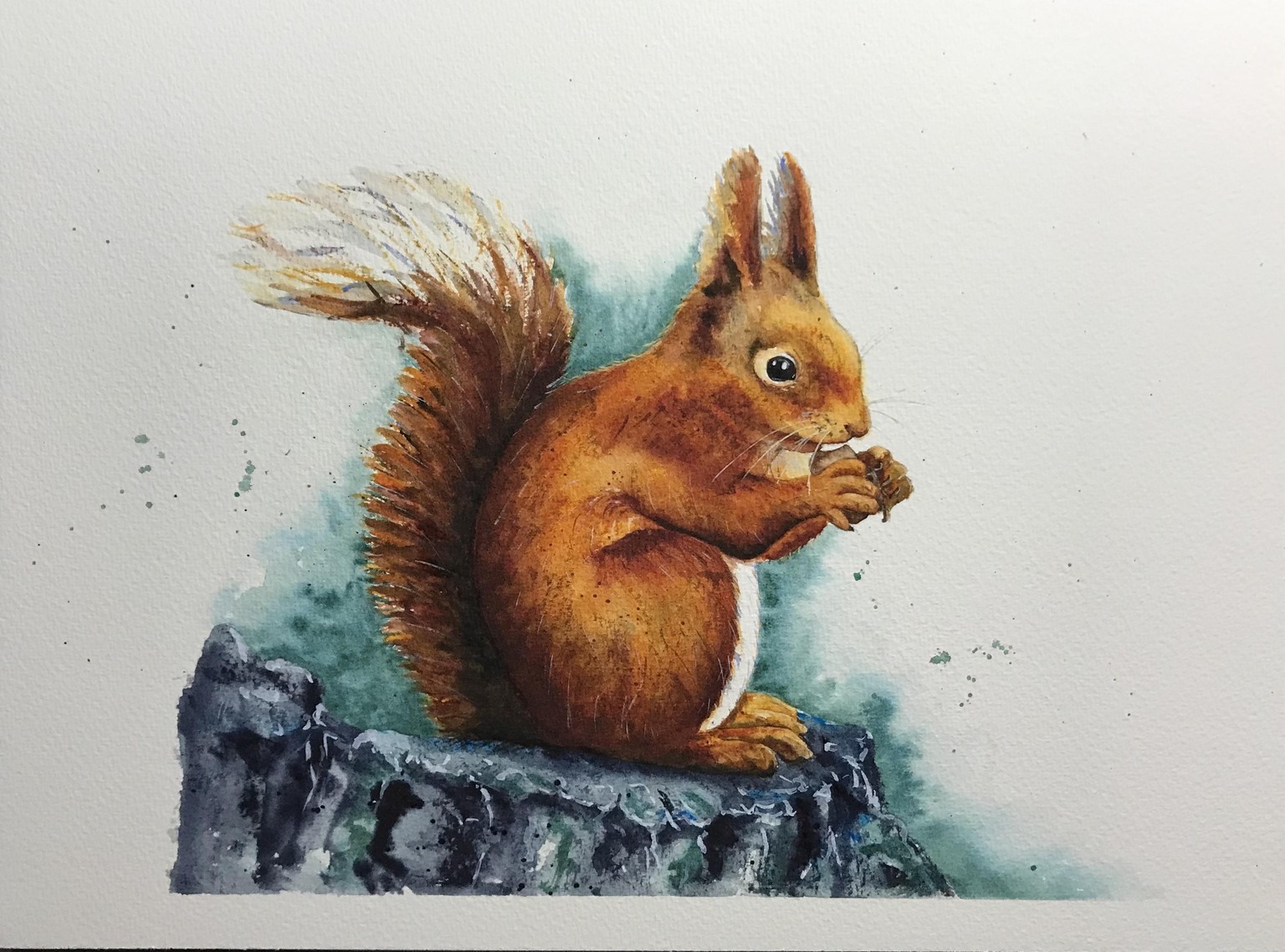 Red squirrels - image 1 - student project