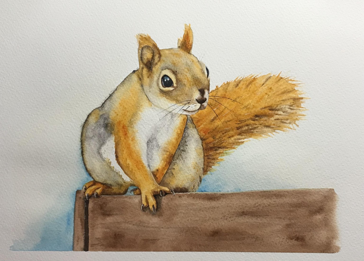Red squirrels - image 2 - student project