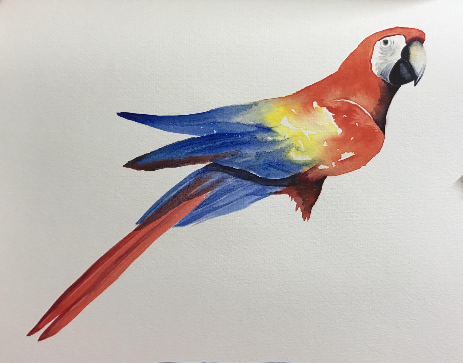 Macaw - image 1 - student project