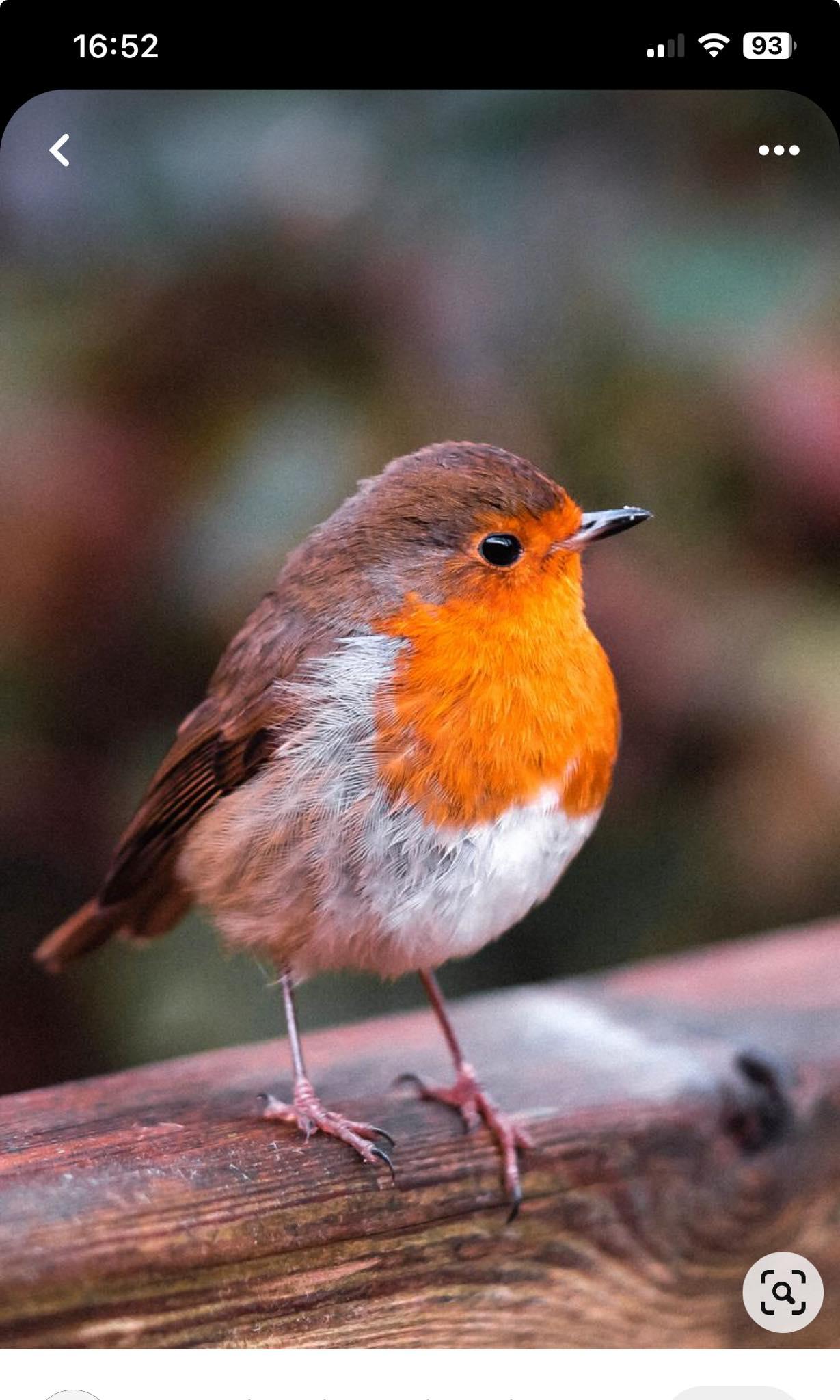 Little Robin - image 1 - student project