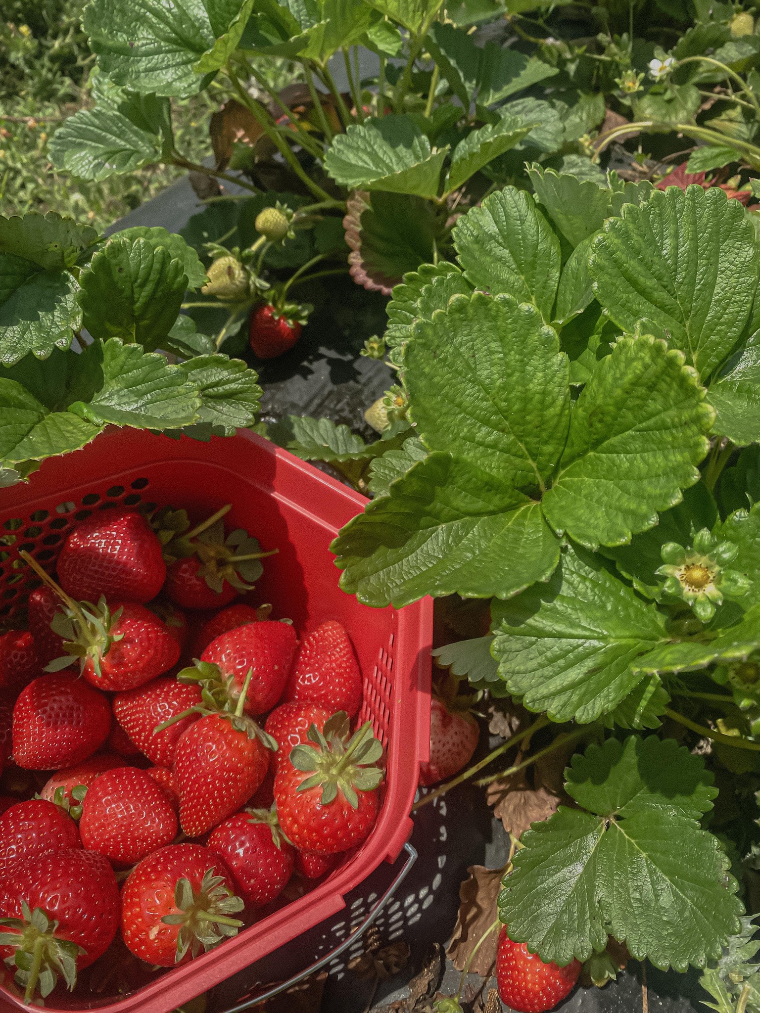 Strawberries - image 1 - student project