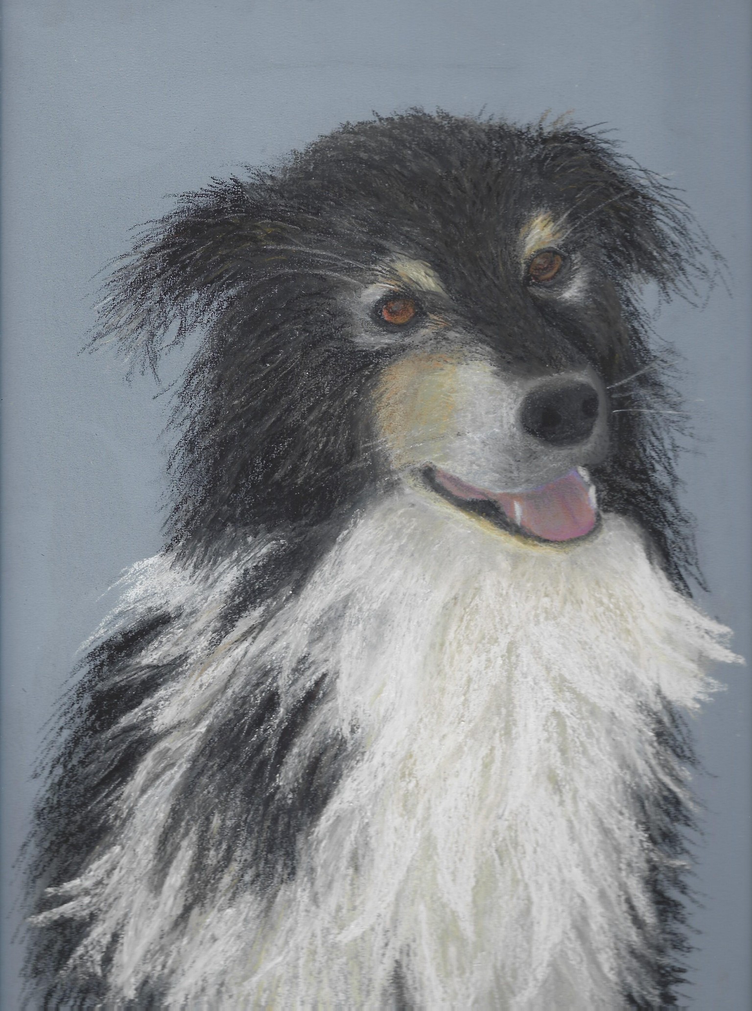 Border Collie - image 1 - student project