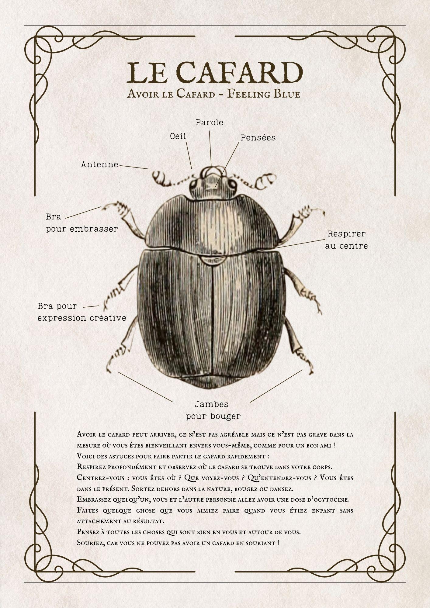 l'anatomie d'un cafard - image 1 - student project