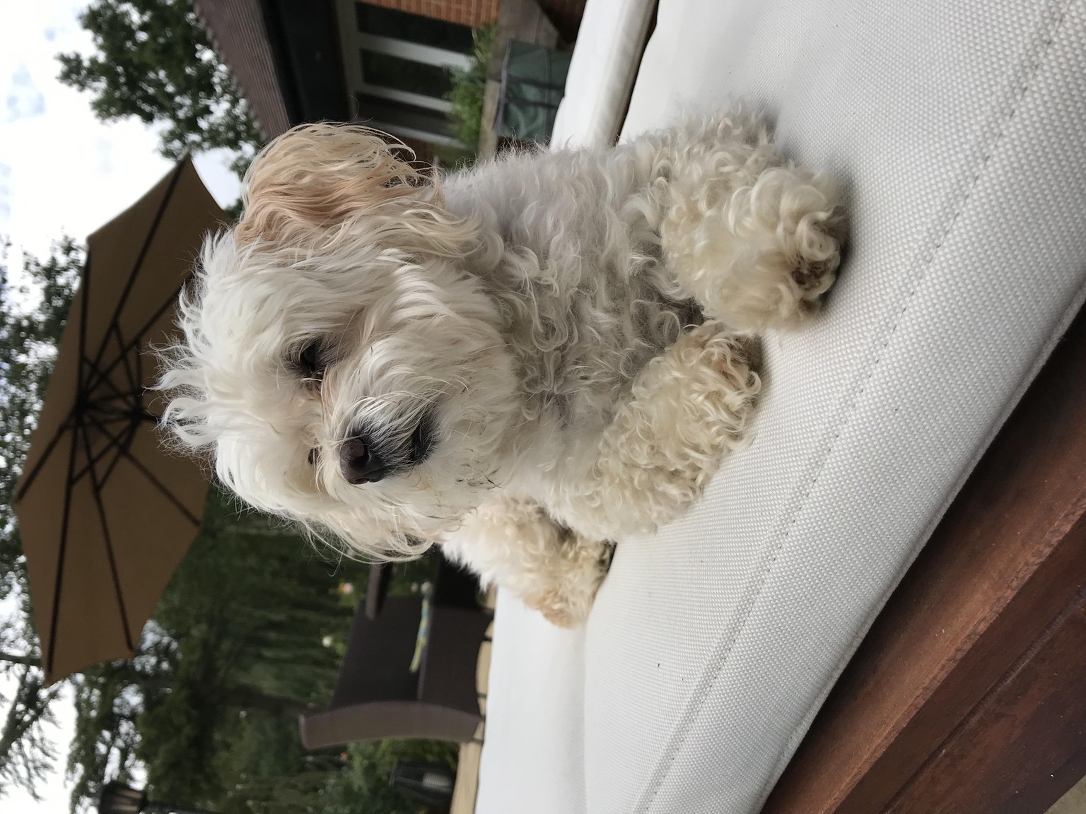 My Dog - image 1 - student project