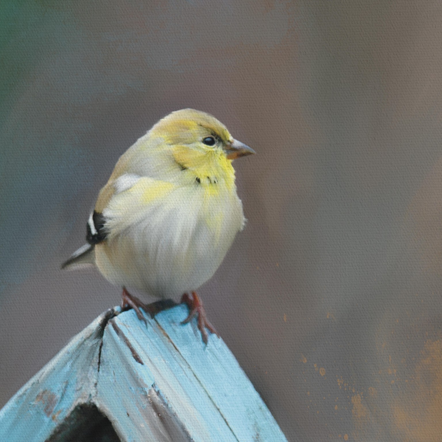 Goldfinch project - image 1 - student project