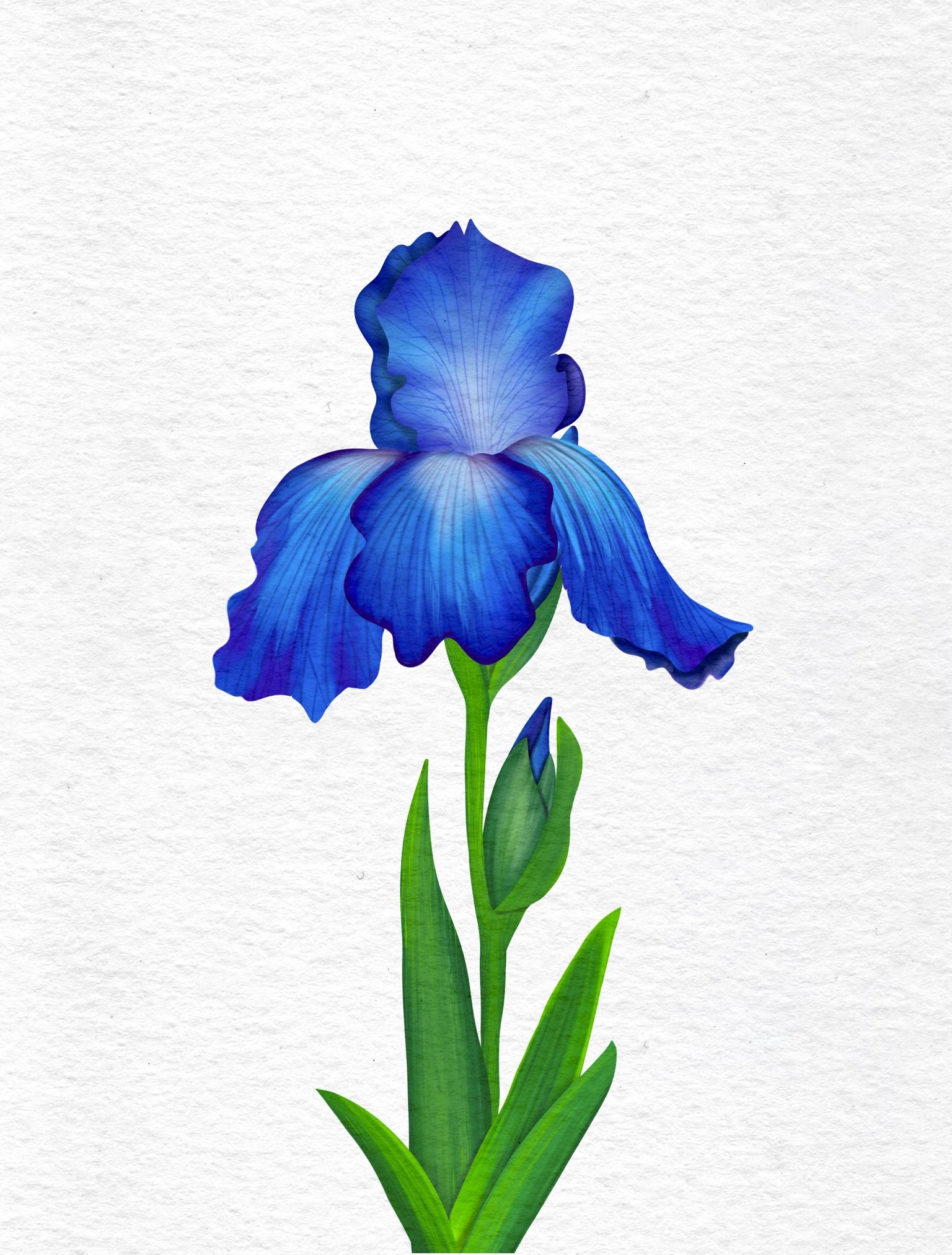 Watercolor Irises - image 2 - student project