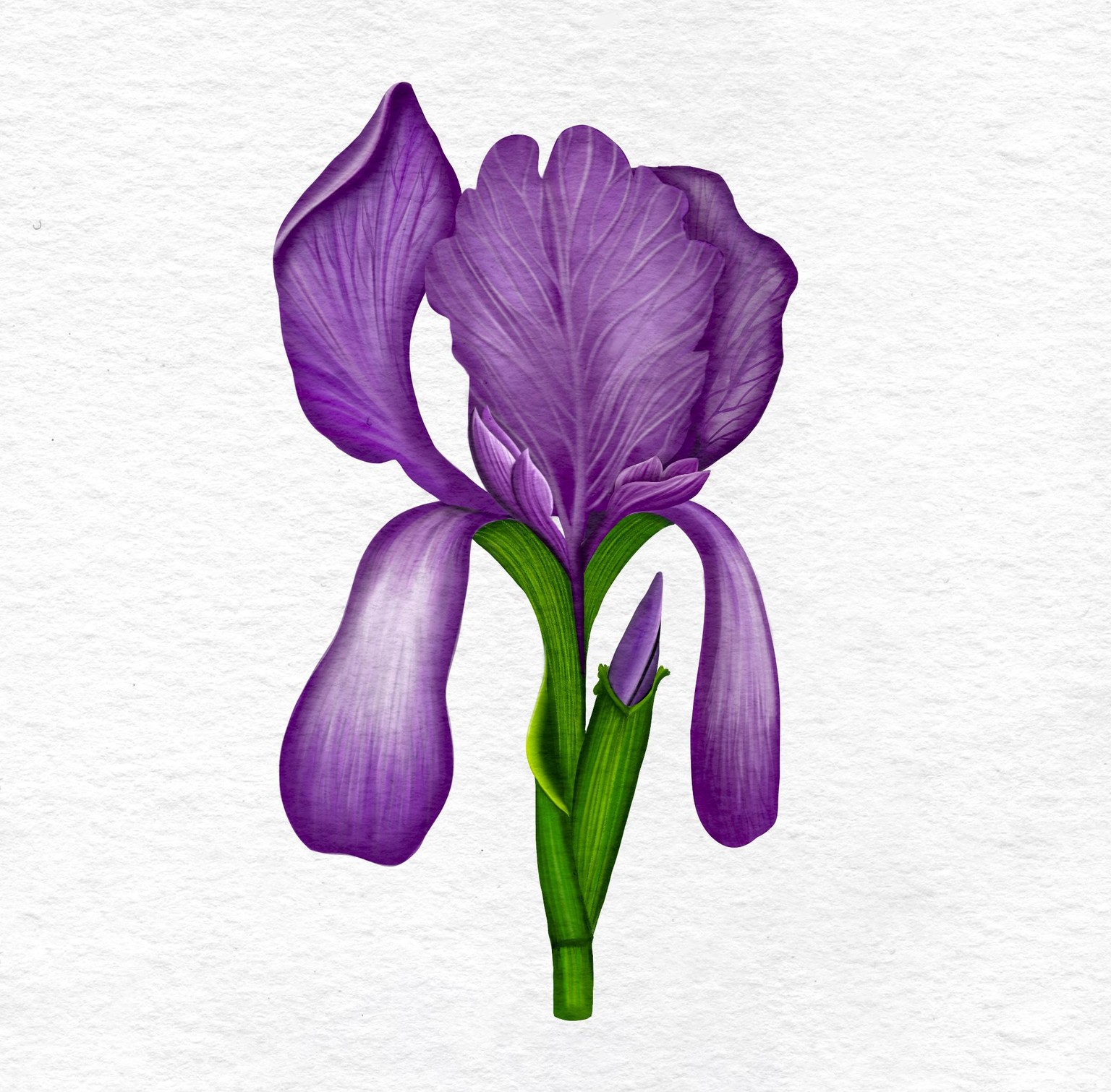 Watercolor Irises - image 3 - student project