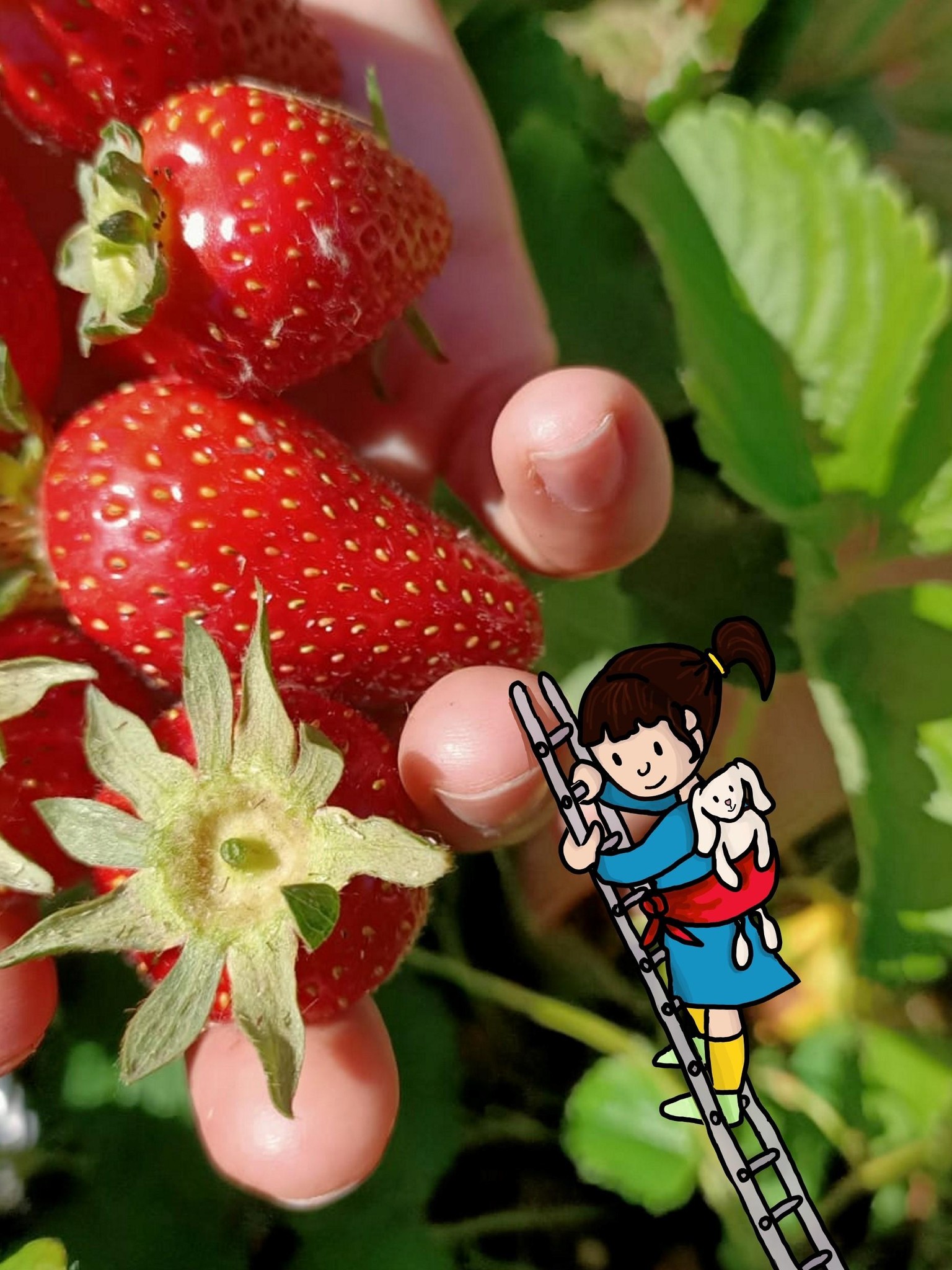 La saison des fraises :-) - image 1 - student project