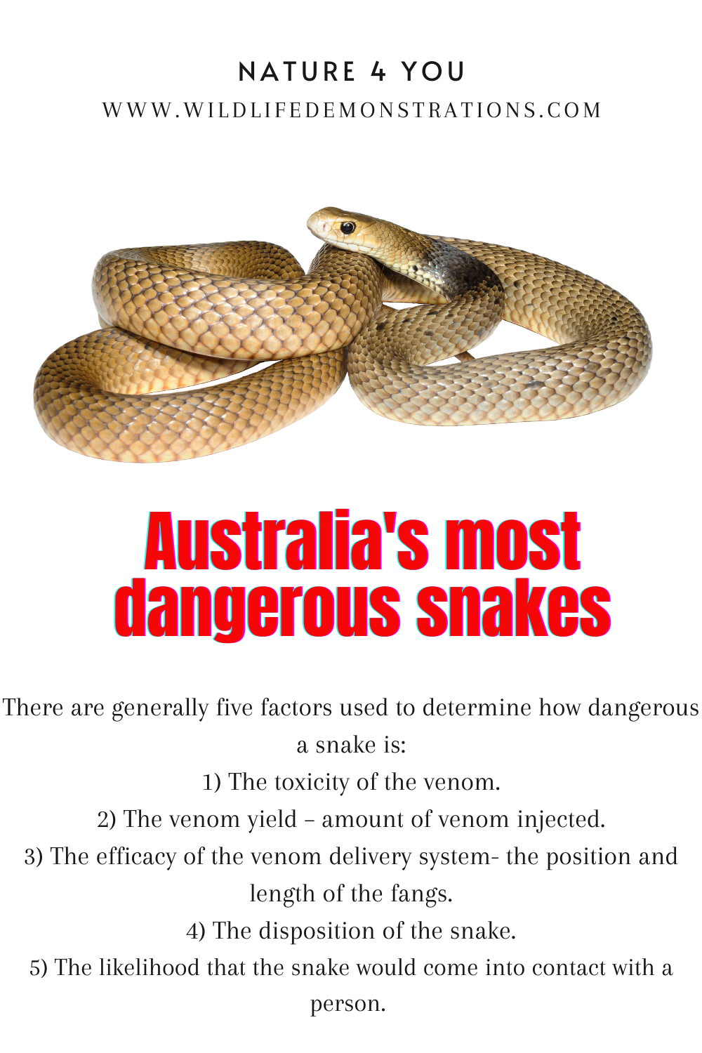 Australia's Most Dangerous Snakes - image 1 - student project