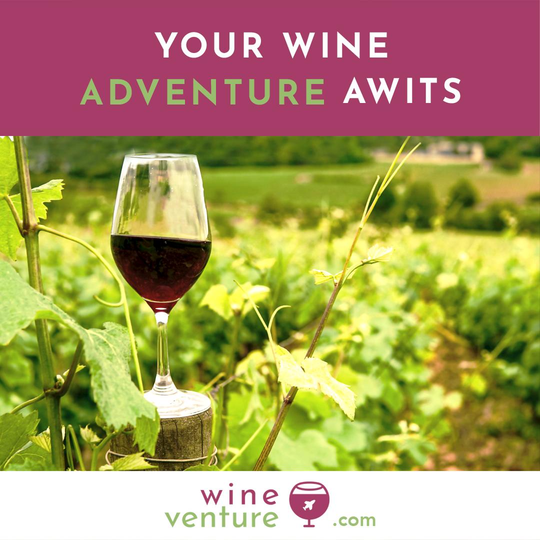 Wine Venture Ads Study - image 5 - student project