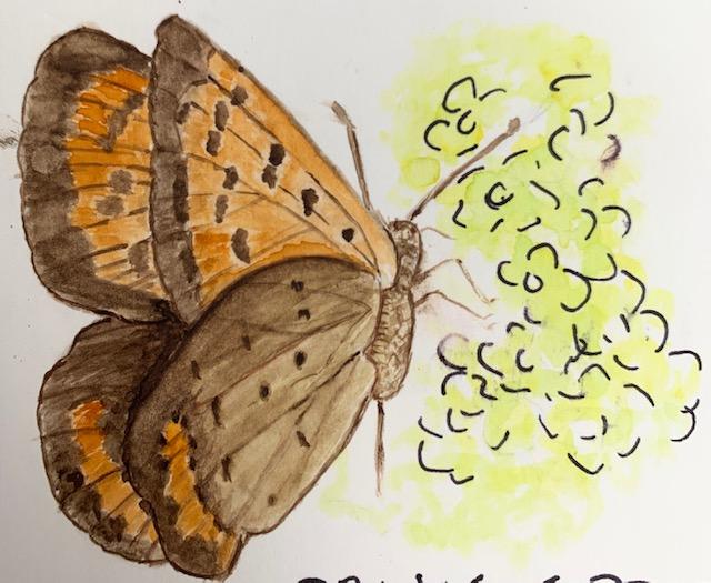 Water Color Butterfly - first attempt. - image 1 - student project