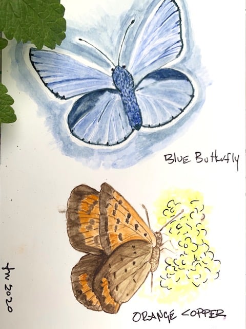 Water Color Butterfly - first attempt. - image 3 - student project