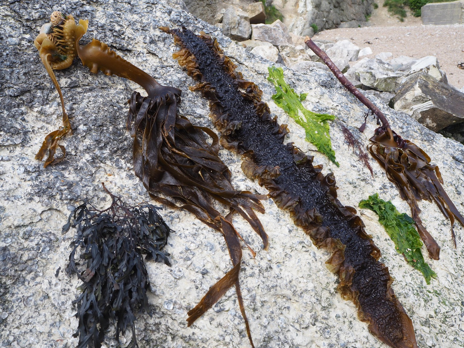 Seaweed Wallpaper (Class Example) - image 2 - student project