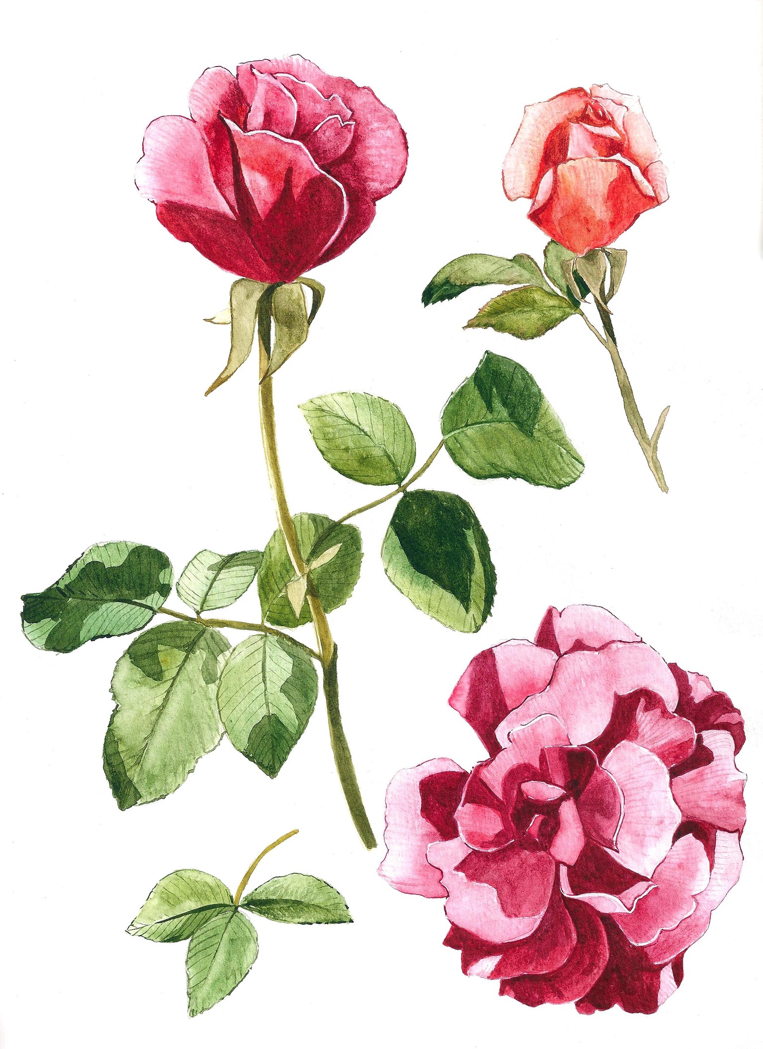 Sunny Day Botanicals in Watercolors - image 3 - student project
