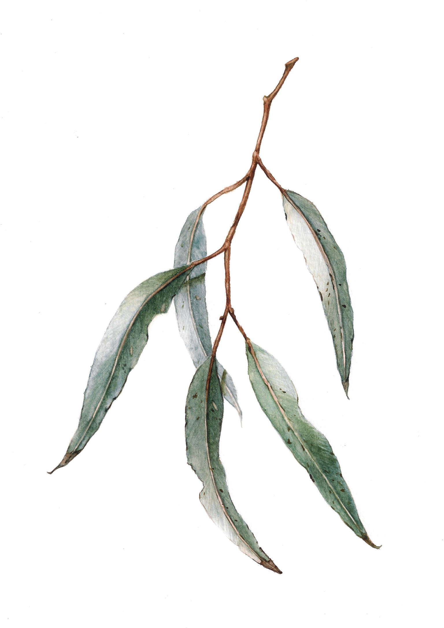 Learning Botanical Art in Watercolors - image 1 - student project