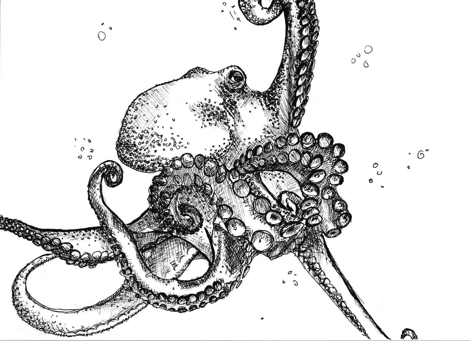 Shading, patterns and textures - image 3 - student project